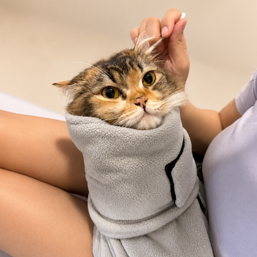 Calico cat wrapped snugly in the Purrttie Snug Pro Cat Wrap, resting calmly